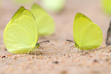Yellow butterflies