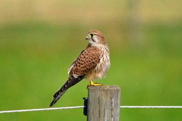 Jungfalke sitzt auf Weidezaunpfosten