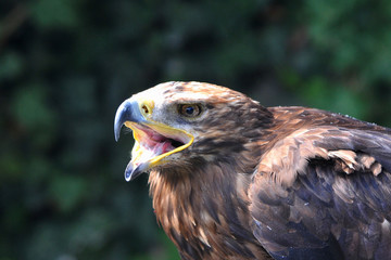 Mäusebussard
