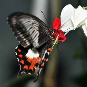 Parides Photinus
