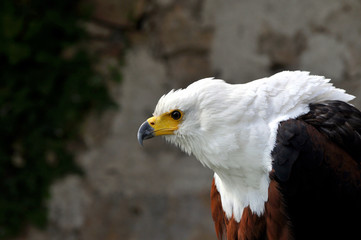 Schreiseeadler