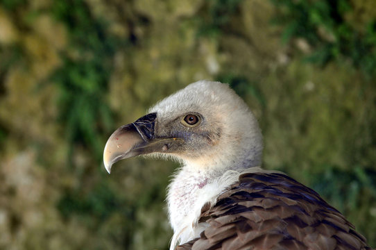 G&auml;nsegeier