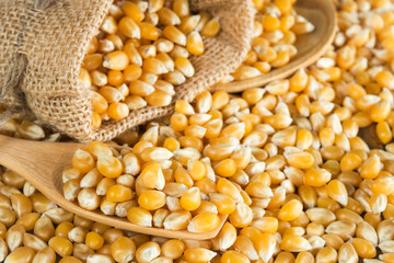 Raw popcorn in the wooden spoon