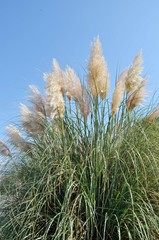 Пампасная трава