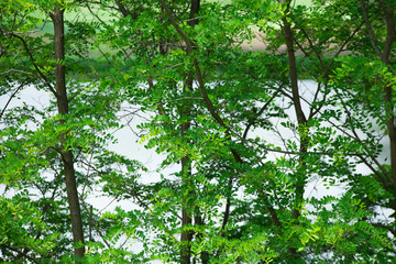 Fototapeta premium Nature of summer forest trees.
