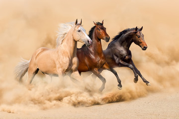 Trois chevaux courent dans une tempête de sable du désert