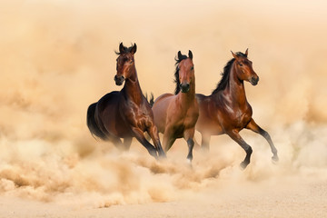 Three bay horse run gallop in desert dust