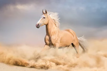 Rolgordijnen Palomino paard met lang blond mannetje rennen in de woestijn © callipso88