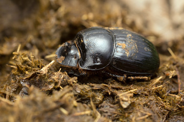 Male horned dung beetle, Copris lunaris on cow dung
