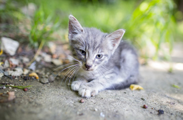 Kitten living on the streets. Котенок живет на улице. 