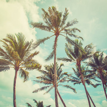 coconut palm tree and blue sky clouds with vintage tone.