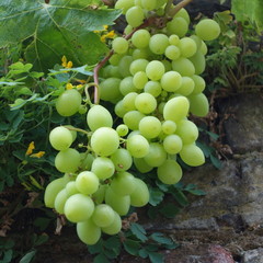 Bunch of Grapes