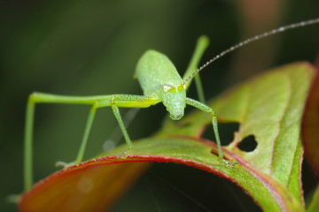 grasshopper on a green leaf