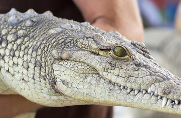 A man holds a crocodile. Мужчина держит в руках крокодила.