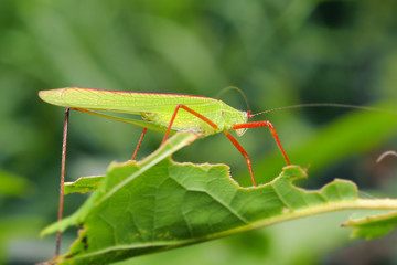 grasshopper on a green leaf