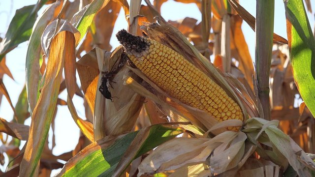 Harvest ready maize ear on stalk in cultivated corn field, 4k uhd 2160p footage of agricultural organic farming plantation.