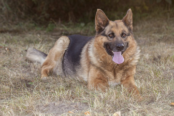 Young german shepherd 