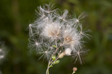 dandelions I
