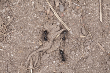 black ants