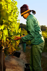 Worker harvesting grapes from vine
