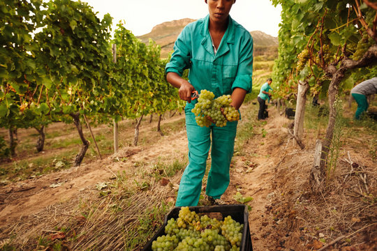 Women harvesting grapes in vineyard