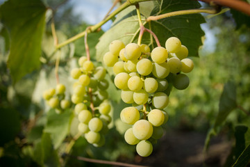 White ripe grapes hanging from a branch