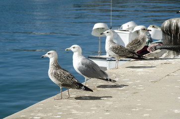 Gaviotas en el puerto pesquero de Cádiz. Andalucía. España