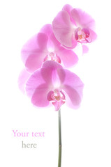 Pink orchid in pastel colors