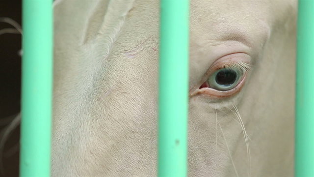 Close-up of white thoroughbred horse with turquoise eyes in the stall.