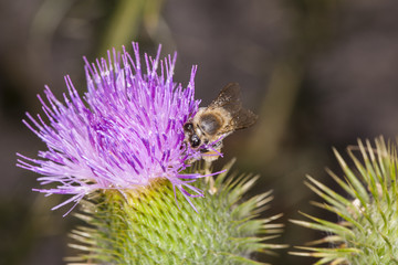 bee on the flower collects pollen