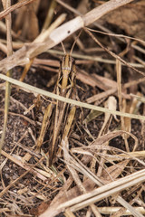 grasshopper