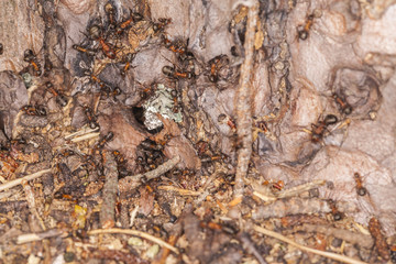 multi of ants