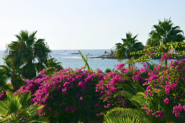 Bougainvillea bushes and palm trees against ocean .Tenerife,Canary Islands.