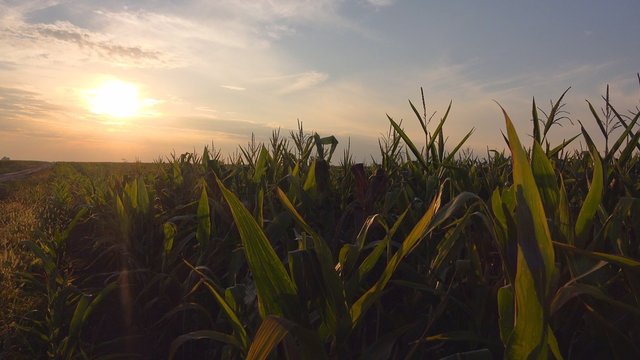 corn plants in maize field on cultivated agriculture plantation, 4k uhd footage of cornfield shot against sunset.