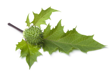  Fresh green thornapple