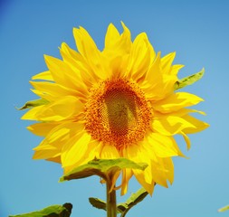 Grußkarte - Sonnenblume