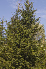 coniferous tree crown
