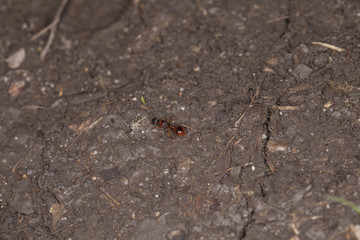 ant goes through the mud