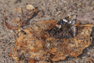 butterfly eats a rotten apple