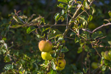 Apples in a fruit tree in sunlight in summer