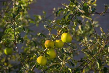 Apples in a fruit tree in sunlight in summer