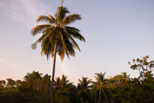 Palme am Abend, Sri Lanka
