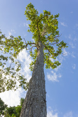 Fototapeta premium Wood alatus as Pyaamg of Southeast Asia.