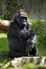 Fototapeta na wymiar Pensive gorilla