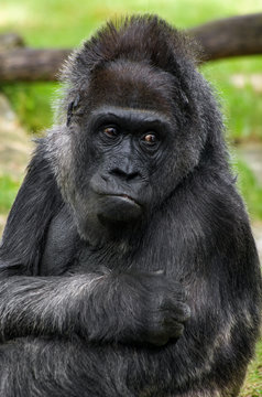 Gorilla's portrait