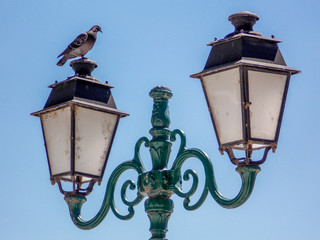 Fototapeta na wymiar lampadaire avec pigeon