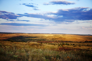 Fototapeta premium field of summer grass