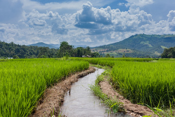 Terraced Paddy Field in Mae-Jam Village , Chaingmai Province , T