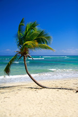 Obraz premium Tropical beach with coconut palm tree and white sand on caribbean coastline 
