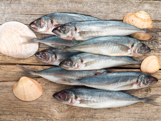 Carangidae fishes and seashells on the gray wooden board